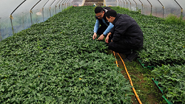 木瓜种植季——凯发K8国际源头守护品质，铸就酶好未来