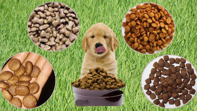 酶解法助力猫狗找回食欲，提高宠物食品适口性！